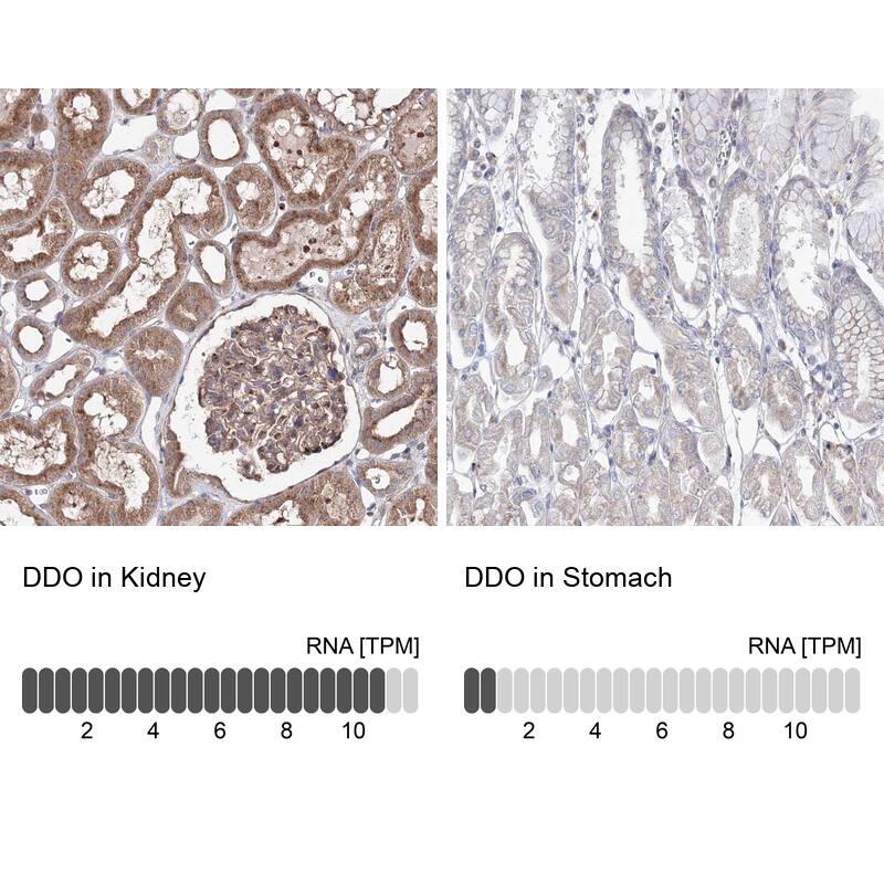 Immunohistochemistry-Paraffin DDO Antibody - BSA Free
