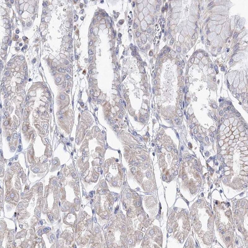 Immunohistochemistry-Paraffin DDO Antibody - BSA Free