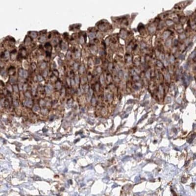 Immunohistochemistry-Paraffin DDO Antibody - BSA Free