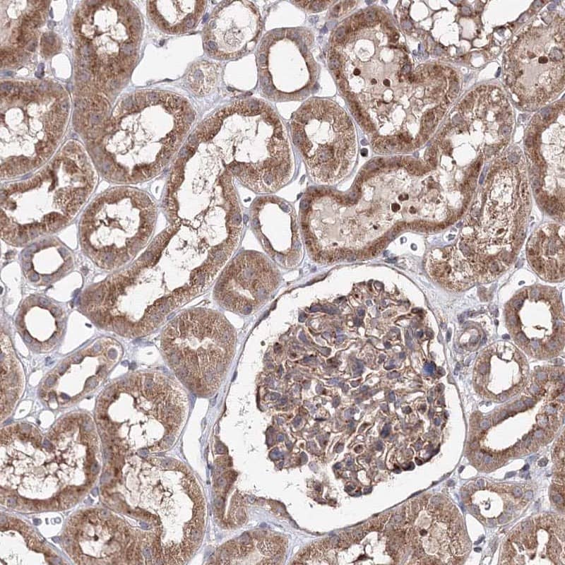 Immunohistochemistry-Paraffin DDO Antibody - BSA Free
