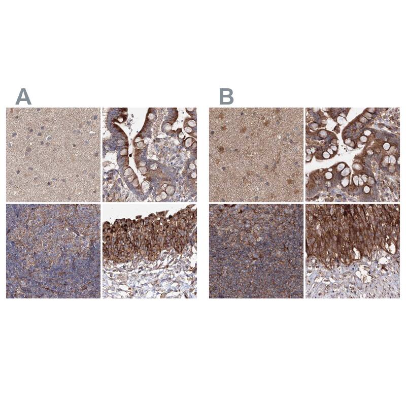 Immunohistochemistry-Paraffin DDO Antibody - BSA Free