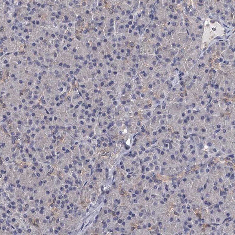 Staining of human pancreas shows weak cytoplasmic positivity in exocrine glandular cells as expected.