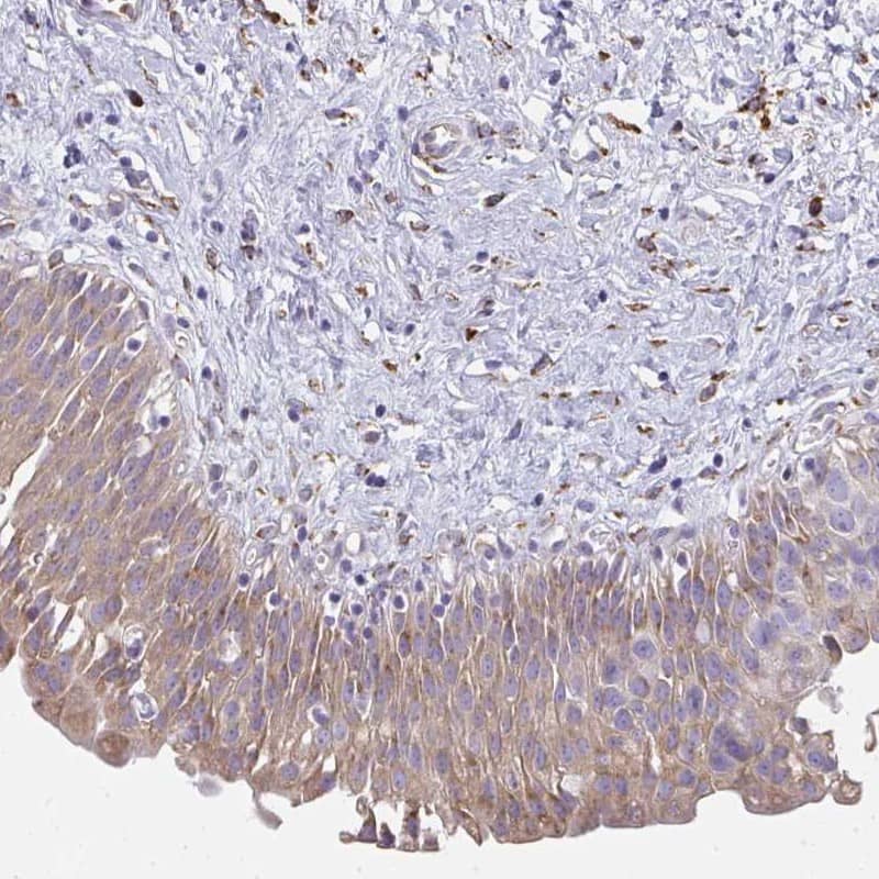 Immunohistochemistry-Paraffin SHROOM1 Antibody - BSA Free