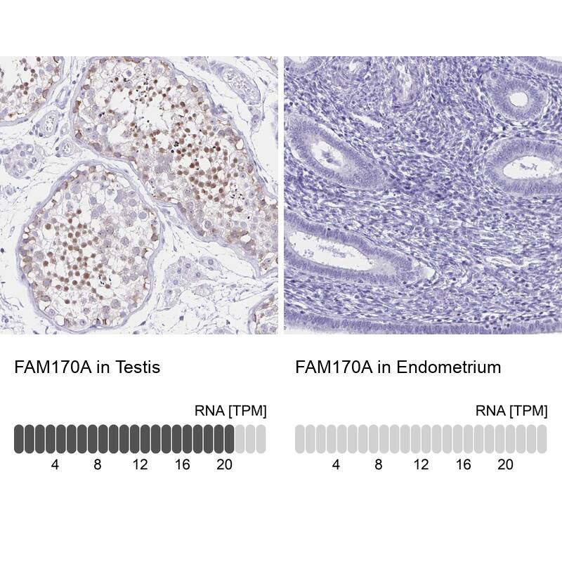 <b>Orthogonal Strategies Validation. </b>Analysis in human testis and endometrium tissues.