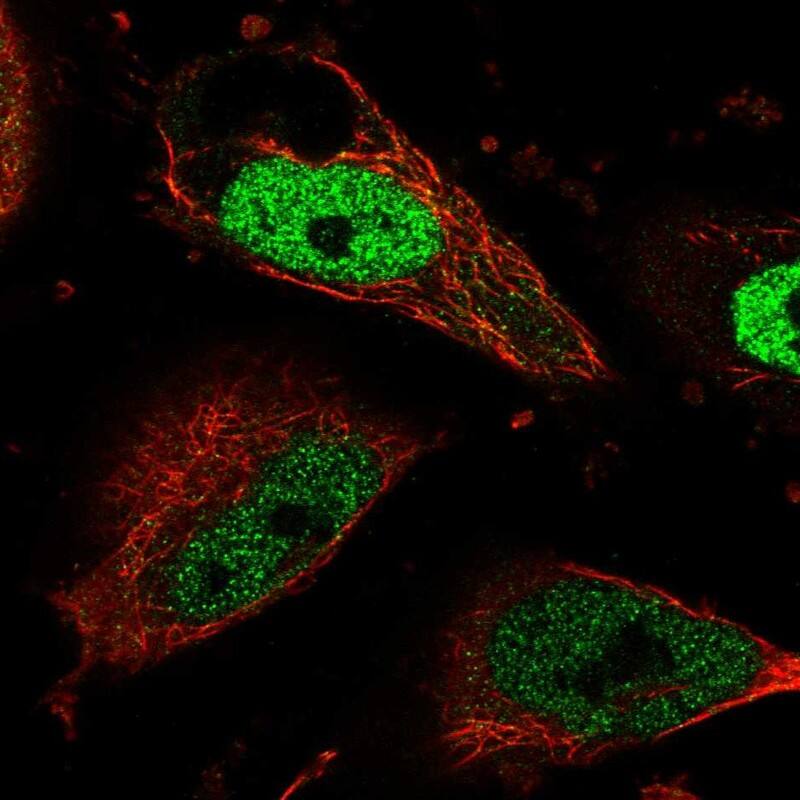 Staining of human cell line U-251 MG shows localization to nucleoplasm, cytokinetic bridge & mitotic spindle.