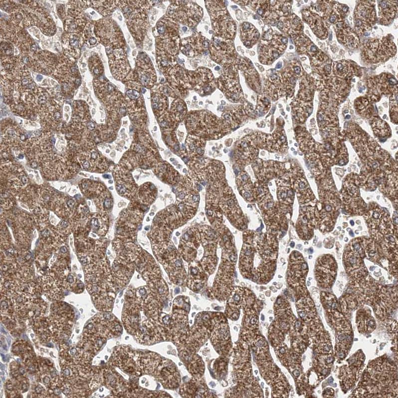 Immunohistochemistry-Paraffin BDH2 Antibody - BSA Free