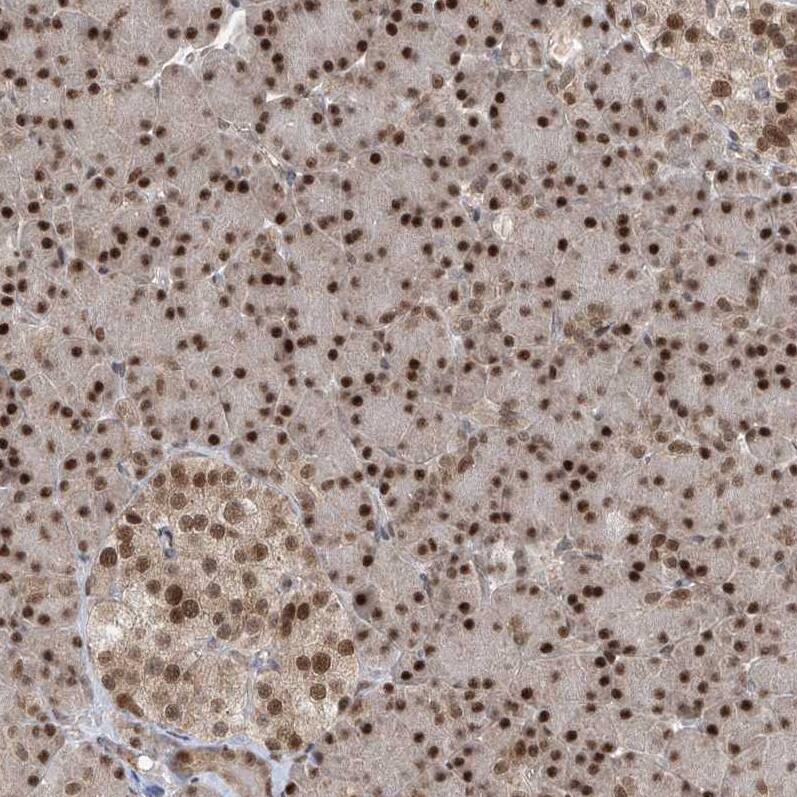 Staining of human pancreas shows strong nuclear positivity in exocrine glandular cells.