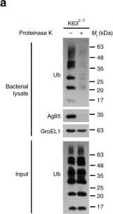 Western Blot: HSP60 Antibody (LK2) [NBP2-32867] - Mtb Rv1468c directly binds to poly-Ub chains in a UBA-dependent manner. a, b Immunoblot analysis of whole bacterial lysate of Mtb cells pretreated w/ (+) or w/out (–) proteinase K followed by incubation w/ K632–7 (a) or K482–7 (b) poly-Ub chains at 4 °C for 4 h. c Confocal microscopy analysis for colocalization of pSC301-Mtb stably expressing green fluorescent protein (GFP) w/ K632–7 or K482–7 Ub chains in vitro. Bacteria (green) treated w/ (+) or w/out (–) proteinase K further incubated w/ poly-Ub chains as in a & b, & then immunostained using anti-Ub antibody (red). Scale bars, 10 μm. The % colocalizations of Ub & Mtb shown at the bottom. A total of 100 bacterial cells counted. Two-tailed unpaired t-test performed. d Schematic representation of Mtb Rv1468c constructs used. e In vitro interaction analysis of Ub & GST-tagged full-length Mtb Rv1468c or the truncated mutants as indicated in d. Purified recombinant GST-tagged Mtb Rv1468c variants immobilized on glutathione sepharose resin. Mono-Ub (His6-tagged), K63 or K48-linked poly-Ub (Ub2–7) added, & then the protein complexes assayed by immunoblotting w/ indicated antibodies. f Immunoblot analysis of proteins immunoprecipitated (IP) w/ anti-Flag M2 Affinity Gel from lysates of HEK293T cells transfected w/ empty vector (–) or hemagglutinin (HA)-tagged Ub (+) & Flag-tagged wild-type (WT) Rv1468c or its mutants (V64G or L65G). g Confocal microscopy analysis of HeLa cells cotransfected w/ vectors encoding HA-tagged Ub (red) & GFP-tagged WT Rv1468c, V64G or L65G mutant (green). Nuclei (blue) stained w/ DNA-binding dye DAPI. Scale bars, 10 μm. Results representatives from at least 3 independent experiments (mean ± s.e.m. of n = 5 in c). The source data used in c provided in Source Data Image collected & cropped by CiteAb from the following publication (//pubmed.ncbi.nlm.nih.gov/31036822), licensed under a CC-BY license. Not internally tested by Novus Biologicals.