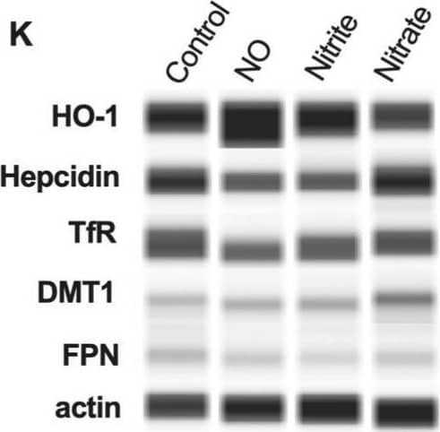 The effect of NO on iron handling genes in syncytialized BeWo cells. (A–E), qPCR results, and (E–J) protein analyses. Representative blots are shown in (K). HO-1 and HAMP mRNA levels are significantly increased in the group treated with NO compared to the untreated controls. Protein abundance of HO-1 is significantly increased in the group treated with NO compared to the untreated controls. No significant change in expression is seen in the rest of the genes studied. HO-1: heme oxygenase 1, HAMP: hepcidin antimicrobial peptide, TfR: transferrin receptor, DMT1: divalent metal transporter 1, FPN: ferroportin 1. Data are reported from at least three independent experiments as mean +/- SD, ** p < 0.01, **** p < 0.0001, ns = not significant. Image collected and cropped by CiteAb from the following open publication (//www.mdpi.com/1422-0067/24/6/5887), licensed under a CC-BY license. Not internally tested by Novus Biologicals.