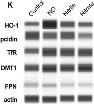 The effect of NO on iron handling gene expression in human placental villous explants. (A–E) qPCR results, (F–J) protein analyses. Representative blots are shown in (K). HO-1 and TfR mRNA levels are significantly increased in the group treated with NO compared to the untreated controls. Protein abundance of HO-1 is significantly increased in the group treated with NO compared to the untreated controls. No significant change in expression is seen in the rest of the genes studied. HO-1: heme oxygenase 1, HAMP: hepcidin antimicrobial peptide, TfR: transferrin receptor, DMT1: divalent metal transporter 1, FPN: ferroportin 1. Data are reported from at least three independent experiments as mean +/- SD, *** p < 0.001, ns = not significant. Image collected and cropped by CiteAb from the following open publication (//www.mdpi.com/1422-0067/24/6/5887), licensed under a CC-BY license. Not internally tested by Novus Biologicals.