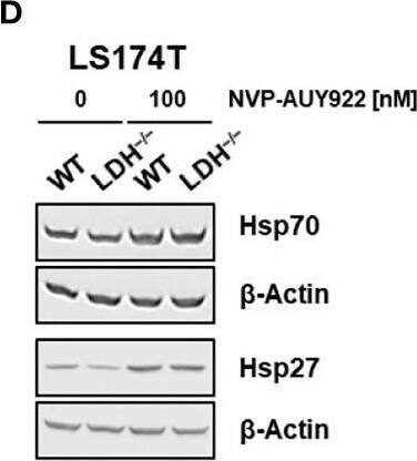 Western Blot HSP27 Antibody (G3.1)