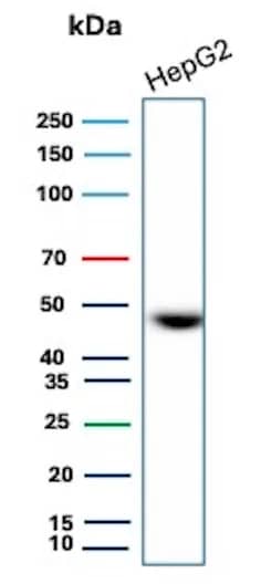 Western Blot Analysis of HepG2 lysate using EMMPRIN/CD147 Antibody (8D6).