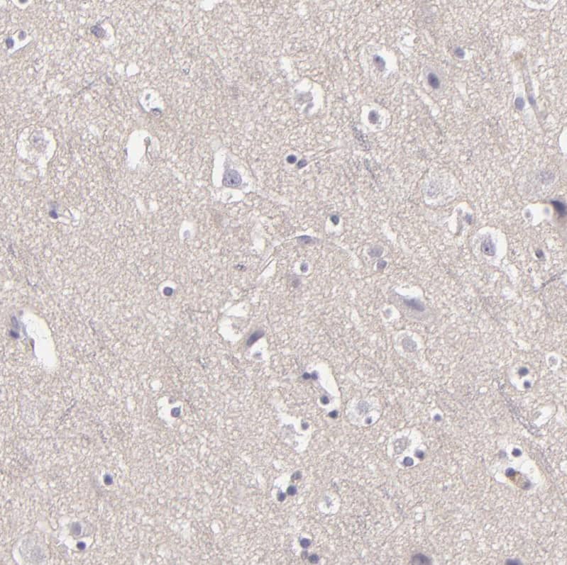 Immunohistochemistry-Paraffin EGF-L6 Antibody - BSA Free
