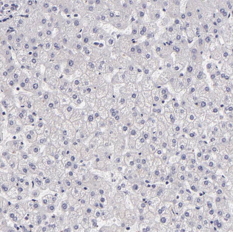 Immunohistochemistry-Paraffin EGF-L6 Antibody - BSA Free