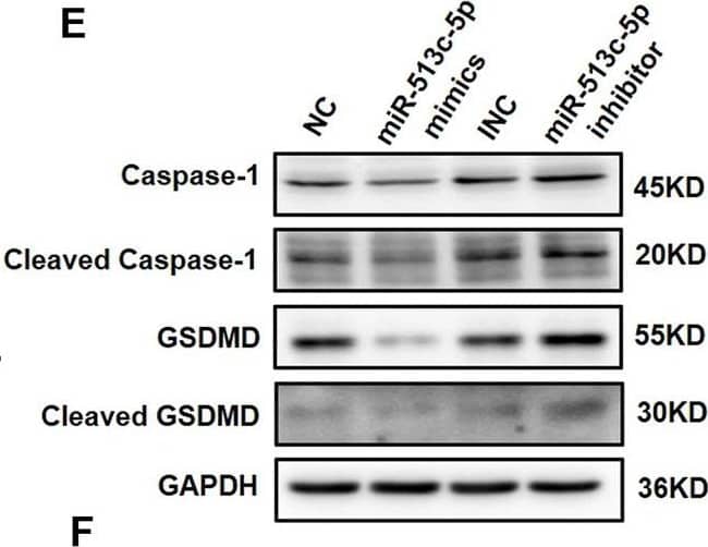 Western Blot: GSDMDC1 Antibody [NBP2-33422] - miR-513c-5p negatively regulates caspase-1 expression in HUVECs. (A) The expression of miR-513c-5p after NC, miR-513c-5p mimics, INC & miR-513c-5p inhibitor transfection was evaluated by qRT-PCR. (B) The expression level of caspase-1 mRNA after NC, miR-513c-5p mimics, INC & miR-513c-5p inhibitor transfection was detected by qRT-PCR. (C,D) Expression of caspase-1 in HUVECs were detected after transfection NC, miR-513c-5p mimics, INC, miR-513c-5p inhibitor by immunofluorescence staining (magnification, ×40). Scale bar = 200 μm. (E,F) Protein expression levels of caspase-1 & GSDMD were examined by Western blot. (G) The expression of IL-1 beta  & IL-18 was detected by ELISA. *p < 0.05, **p < 0.01, & ***p < 0.001, ****p < 0.0001. Image collected & cropped by CiteAb from the following publication (//pubmed.ncbi.nlm.nih.gov/35445025), licensed under a CC-BY license. Not internally tested by Novus Biologicals.