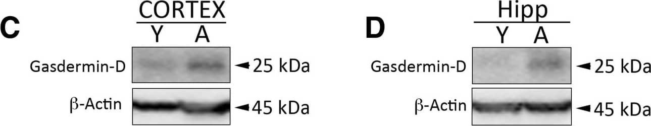 Western Blot: GSDMDC1 Antibody [NBP2-33422] - Pyroptosome formation in the cortex & hippocampus of aged mice: Aging induces laddering of ASC in cortex (a) & hippocampus (b) of mice, indicating formation of the pyroptosome, an oligomerization of ASC that leads to pyroptosis. Representative immunoblot & quantification of gasdermin-D in the cortex (c) & hippocampus (d) of aged mice when compared to young. Gasdermin-D is significantly elevated in the cortex & hippocampus of aged mice. Data presented as mean+/-SEM. N = 5 per group. * p < 0.05 Image collected & cropped by CiteAb from the following publication (//pubmed.ncbi.nlm.nih.gov/30473634), licensed under a CC-BY license. Not internally tested by Novus Biologicals.