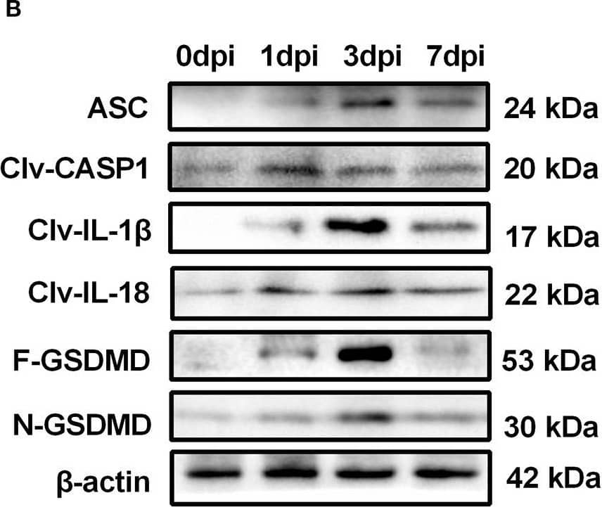 Western Blot: GSDMDC1 Antibody [NBP2-33422] - Pyroptosis is occurred in mouse corneas of C. albicans keratitis. (A) RT-qPCR analysis of the mRNA levels of pyroptosis-associated genes (ASC/CASP1/GSDMD/IL-1 beta /IL-18) in mouse corneas at 0 (control), 1, 3, & 7 dpi (n = 3). (B,C) Western blot detecting pyroptosis-related proteins of ASC, cleaved CASP1, cleaved IL-1 beta , cleaved IL-18, F-GSDMD & N-GSDMD in mouse corneas at 0 (control), 1, 3, & 7 dpi (n = 3). (D) Double-immunofluorescence staining of CASP1 & TUNEL in C. albicans infected-corneas compared with mock-infected controls (n = 3; Scale bar = 20 μm; magnification 400×). CASP1: caspase-1; Clv-CASP1:cleaved CASP1; Clv-IL-1 beta :cleaved IL-1 beta ; Clv-IL-18:cleaved IL-18; F-GSDMD: p53 form of GSDMD; N-GSDMD: cleaved p30 form of GSDMD. All values are presented as mean ± SEM. *p < 0.05; **p < 0.01; ***p < 0.001; ****p < 0.0001 vs. control group. Image collected & cropped by CiteAb from the following publication (//pubmed.ncbi.nlm.nih.gov/35463001), licensed under a CC-BY license. Not internally tested by Novus Biologicals.