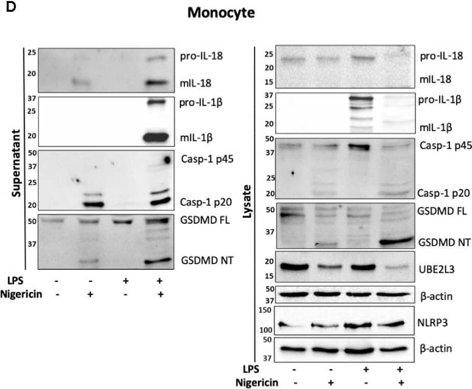 Western Blot: GSDMDC1 Antibody [NBP2-33422] - Priming is not required for NLRP3 inflammasome activation in human monocytes in vitro. (A, B) Undifferentiated THP-1 cells (n=6 independent biological replicates) & (C, D) primary CD14+ monocytes (n=6 independent biological replicates (each point represents a different blood donor)) were left untreated or primed with LPS (1 µg/ml, 4 h) prior to treatment with nigericin (10 µM, 45 min) to activate the NLRP3 inflammasome. (A, C) IL-1 beta  & IL-18 were measured by ELISA & cell death was measured by LDH assay & shown as percentage relative to total cell death, mean ± S.D., *P < 0.05; **P < 0.01; ***P < 0.001; ns (non significant) using one-way ANOVA comparing all groups. (B, D) Western blot analysis for mIL-18 (18 kDa), pro-IL-18 (24 kDa), mIL-1 beta  (17 kDa), pro-IL-1 beta  (34 kDa), mCaspase-1 (20 kDa), pro-Caspase-1 (45 kDa), GSDMD full length (FL, 53 kDa), GSDMD N-terminus (NT, 31 kDa), UBE2L3 (17.9 kDa), NLRP3 (113 kDa), as well as loading control  beta -actin (42 kDa). Blots are representative of at least 3 independent biological experiments & in case of monocytes 3 different blood donors. Image collected & cropped by CiteAb from the following publication (//pubmed.ncbi.nlm.nih.gov/33101286), licensed under a CC-BY license. Not internally tested by Novus Biologicals.