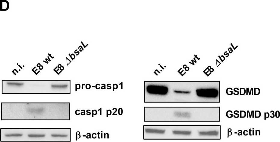 Western Blot: GSDMDC1 Antibody [NBP2-33422] - Pyroptosis & IL-1 beta  release is dependent on the B. pseudomallei T3SS-3.hMDMs were infected with B. pseudomallei (MOI 300) for 3h. (A & B) Cell death induction & intracellular bacterial burden were determined at 0 & 3h p.i. Shown are the median & interquartile range of at least three independent experiments with different donors performed in technical duplicates. (C) IL-1 beta  secretion was determined 3h p.i. Data are presented as median & interquartile range of four independent experiments with different donors performed in duplicates. (D) Caspase-1 & gasdermin-D processing were investigated 3h p.i. Lysates were re-probed for  beta -actin. For immunoblot analysis one representative experiment of at least three with different donors is shown. (E) Growth analysis of wt &  delta bsaL was performed. Shown are mean values of three independent experiments performed in technical triplicates. (*p < 0.05, **p < 0.01). n.i. (not infected), wt (wild type), b.d. (below detection), hours (h), p.i. (post infection), GSDMD (gasdermin D). Image collected & cropped by CiteAb from the following publication (//pubmed.ncbi.nlm.nih.gov/33137811), licensed under a CC-BY license. Not internally tested by Novus Biologicals.