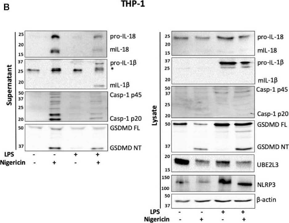 Western Blot: GSDMDC1 Antibody [NBP2-33422] - Priming is not required for NLRP3 inflammasome activation in human monocytes in vitro. (A, B) Undifferentiated THP-1 cells (n=6 independent biological replicates) & (C, D) primary CD14+ monocytes (n=6 independent biological replicates (each point represents a different blood donor)) were left untreated or primed with LPS (1 µg/ml, 4 h) prior to treatment with nigericin (10 µM, 45 min) to activate the NLRP3 inflammasome. (A, C) IL-1 beta  & IL-18 were measured by ELISA & cell death was measured by LDH assay & shown as percentage relative to total cell death, mean ± S.D., *P < 0.05; **P < 0.01; ***P < 0.001; ns (non significant) using one-way ANOVA comparing all groups. (B, D) Western blot analysis for mIL-18 (18 kDa), pro-IL-18 (24 kDa), mIL-1 beta  (17 kDa), pro-IL-1 beta  (34 kDa), mCaspase-1 (20 kDa), pro-Caspase-1 (45 kDa), GSDMD full length (FL, 53 kDa), GSDMD N-terminus (NT, 31 kDa), UBE2L3 (17.9 kDa), NLRP3 (113 kDa), as well as loading control  beta -actin (42 kDa). Blots are representative of at least 3 independent biological experiments & in case of monocytes 3 different blood donors. Image collected & cropped by CiteAb from the following publication (//pubmed.ncbi.nlm.nih.gov/33101286), licensed under a CC-BY license. Not internally tested by Novus Biologicals.