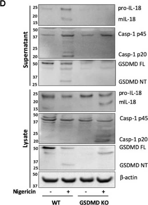 Western Blot: GSDMDC1 Antibody [NBP2-33422] - mIL-18 release from unprimed monocytes is dependent on GSDMD. (A, B) Unprimed THP-1 cells pre-incubated with punicalagin (50 µM, 15 min) prior to treatment with nigericin (10 µM, 45 min). (C, D) Unprimed WT & GSDMD KO THP-1s were treated with nigericin (10 µM, 45 min). (A, C) Secreted IL-18 was measured by ELISA & cell death was measured by LDH assay & shown as percentage relative to total cell death, n=3 independent biological replicates, mean ± S.D., *P < 0.05; ***P <0.001; ****P <0.0001; ns (not significant) using one-way ANOVA comparing each sample to nigericin only treated sample (A) or two-way ANOVA comparing UT to nigericin treated WT THP-1s as well as nigericin treated WT THP-1s to nigericin treated GSDMD KO THP-1s. (C). (B, D) Western blot analysis of THP-1 cells for mIL-18 (18 kDa), pro-IL-18 (24 kDa), mCaspase-1 (20 kDa), pro-Caspase-1 (45 kDa), GSDMD full length (FL, 53 kDa), GSDMD N-terminus (NT, 31 kDa), as well as loading control  beta -actin (42 kDa). Blots are representative of at least 3 independent experiments. Image collected & cropped by CiteAb from the following publication (//pubmed.ncbi.nlm.nih.gov/33101286), licensed under a CC-BY license. Not internally tested by Novus Biologicals.