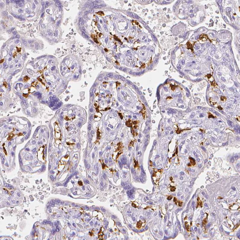 Staining of human placenta shows strong cytoplasmic positivity in Hofbauer cells.