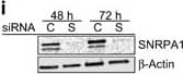 Western Blot SNRPA1 Antibody - BSA Free