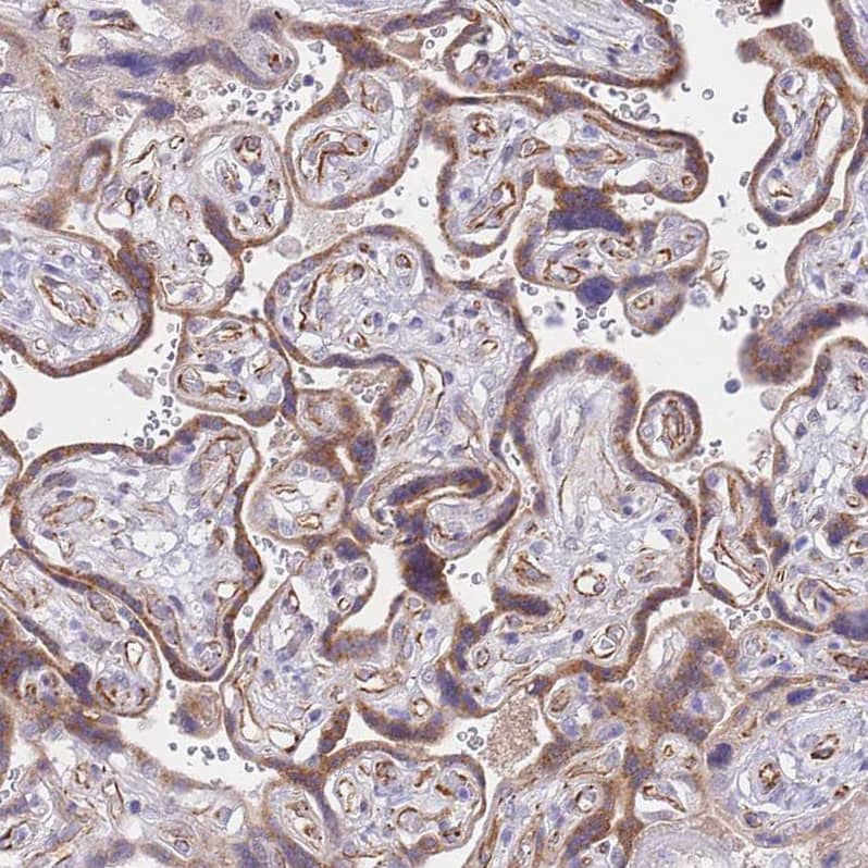 Staining of human placenta shows strong cytoplasmic positivity in trophoblastic cells.