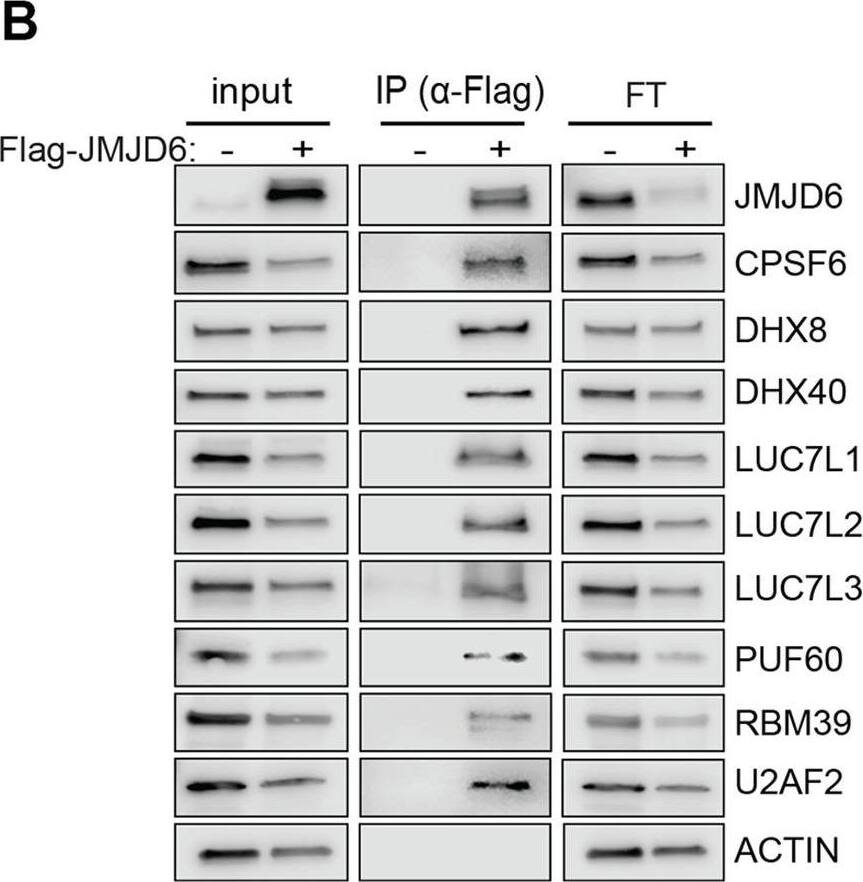JMJD6 forms an interaction network that consists of proteins involved in splicing and protein synthesis.(A) FLAG-tagged JMJD6 transduced into SK-N-AS cells for immunoprecipitation with anti-FLAG followed by protein identification by mass spectrometry. The interacting protein partners of JMJD6 are analyzed by STRING protein network. (B) Immunoprecipitation followed by western blot to validate the JMJD6-interacting partners in SK-N-AS cells. IP = immunoprecipitation, FT = flowthrough. n=single experiment. (C) Click-iT AHA labeling showing the newly synthesized proteins after overexpression of JMJD6 in SK-N-AS cells. n=single experiment. (D, E) Western blot showing the expression of GAC and KGA isoforms in SKNAS (D), BE2C (E), after U2AF2 and CPSF6 knockdown for 72 hr. n=single experiment.Figure 6—source data 1.Mass spectrometric analysis JMJD6 interactomes in BE2C and SKNAS cells.Mass spectrometric analysis JMJD6 interactomes in BE2C and SKNAS cells.The JMJD6 interactome in BE2C cells. Image collected and cropped by CiteAb from the following open publication (//pubmed.ncbi.nlm.nih.gov/38488852), licensed under a CC-BY license. Not internally tested by Novus Biologicals.