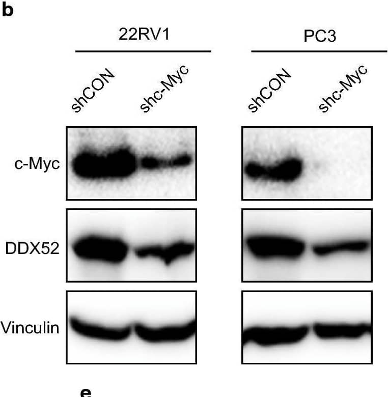Western Blot DDX52 Antibody - BSA Free