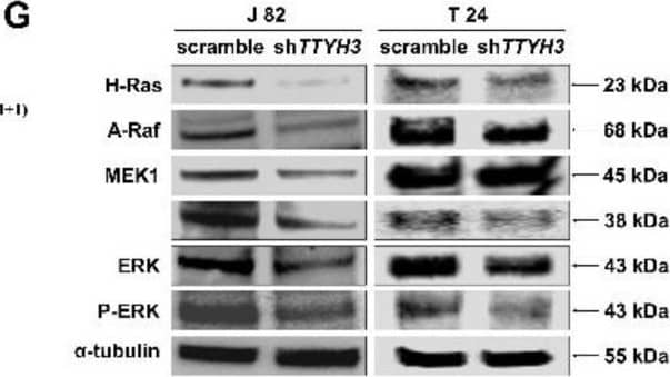 Genes co-expressed with TTYH3 and related pathways in bladder cancer. (A) UALCAN analysis of the profile of genes co-expressed with TTYH3. (B–F) Profiles of genes co-expressed with TTYH3 involved in signaling pathways in bladder urothelial carcinoma (BLCA). This figure depicts the results showing the gene ontology (GO) and signaling pathways of TTYH3, and the positively correlated genes in bladder cancer. The bar graphs represent genes positively correlated to TTYH3, showing the involvement in BLCA in pathway analysis performed using Enricher. The bar graph represents the ratio of the percent composition of terms in proteomic data vs. percent composition in the genome annotation. The length of the bar represents the significance of that specific gene-set or term. (G) Western blot analysis of mitogen-activated protein kinase (MAPK) signaling and FGFR1 proteins in TTYH3-knockdown bladder cancer cell lines.  alpha -tubulin expression was used as the control. Image collected and cropped by CiteAb from the following open publication (//pubmed.ncbi.nlm.nih.gov/36142409), licensed under a CC-BY license. Not internally tested by Novus Biologicals.