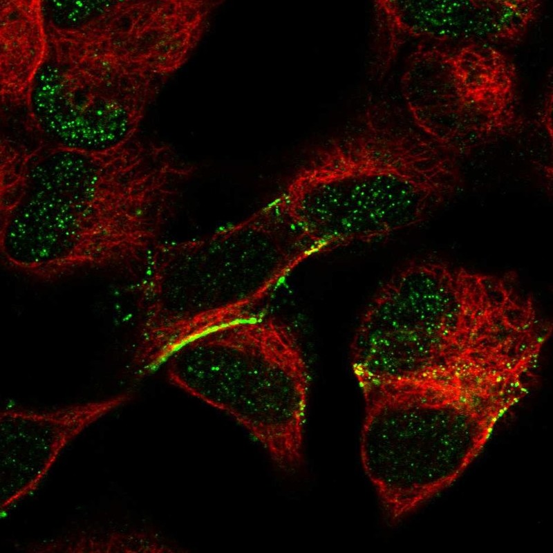 Staining of human cell line SH-SY5Y shows localization to nucleoplasm & plasma membrane.