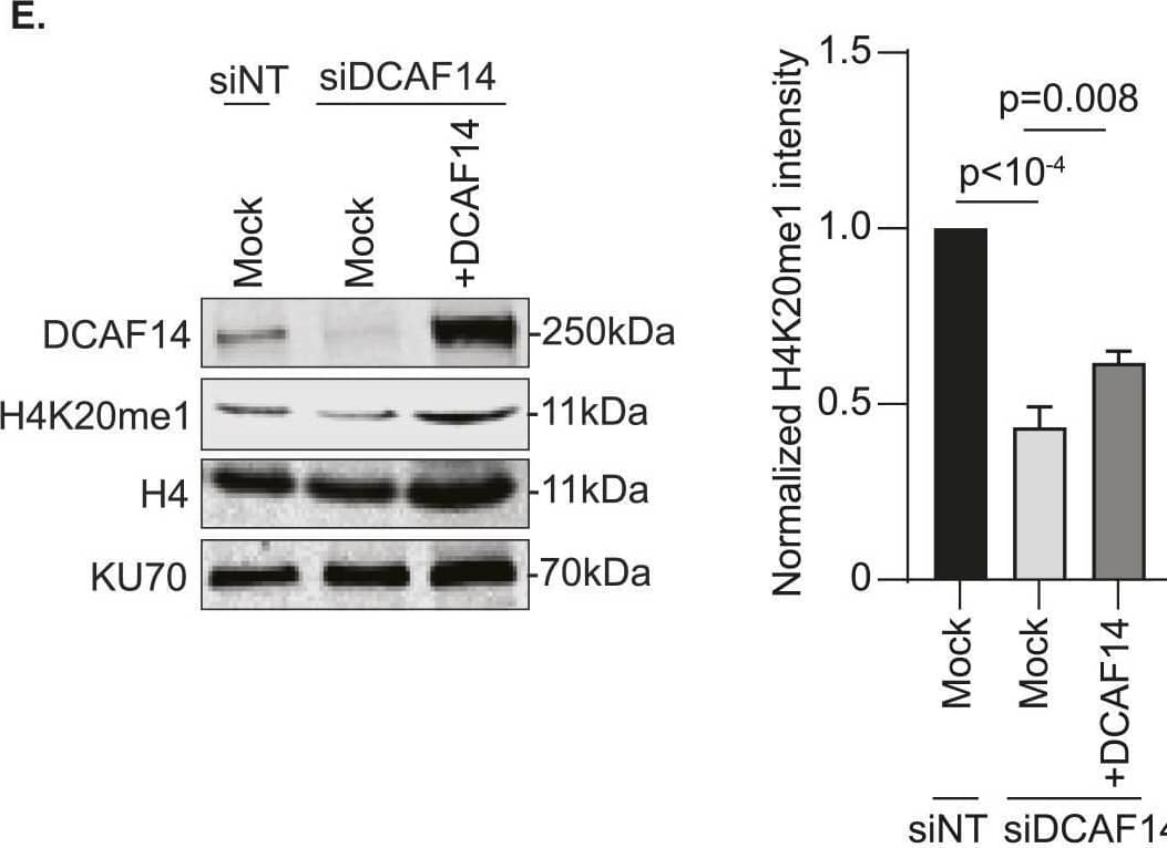 DCAF14 regulates monomethylation of H4K20.(A) Whole-cell lysates were extracted from U2OS cells transfected with the indicated siRNAs. Immunoblots were probed with the antibodies as shown. PCNA serves as a loading control. (B) Whole-cell lysates were extracted from siNT- and siDCAF14-transfected U2OS cells. Immunoblots were probed with the several histone methylation antibodies as shown. PCNA serves as a loading control. (C) U2OS cells were either transfected with the indicated siRNAs or treated with SET8-inhibitor UNC0379 for 4 h. Immunoblots were probed with the antibodies as shown. KU70 serves as a loading control. (D) siNT- and siDCAF14-transfected U2OS or HeLa cells were subjected to immunofluorescence analysis. Cells were immunostained for H4K20me1. Mean nuclei intensity was measured by quantitative imaging using DAPI-stained nuclei. Graphs represent mean +/- SEM using at least 450 nuclei. (E) Whole-cell lysates were extracted from siNT- and siDCAF14 (5′UTR)-transfected U2OS cells that were either mock transfected or overexpressing DCAF14. Immunoblots were probed with the antibodies as shown. KU70 serves as a loading control. Graph represents normalized H4K20me1 intensities to histone H4 from three biological replicates.Source data are available for this figure. Image collected and cropped by CiteAb from the following open publication (//pubmed.ncbi.nlm.nih.gov/37940188), licensed under a CC-BY license. Not internally tested by Novus Biologicals.
