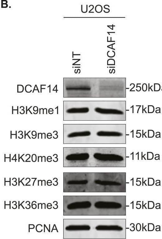 DCAF14 regulates monomethylation of H4K20.(A) Whole-cell lysates were extracted from U2OS cells transfected with the indicated siRNAs. Immunoblots were probed with the antibodies as shown. PCNA serves as a loading control. (B) Whole-cell lysates were extracted from siNT- and siDCAF14-transfected U2OS cells. Immunoblots were probed with the several histone methylation antibodies as shown. PCNA serves as a loading control. (C) U2OS cells were either transfected with the indicated siRNAs or treated with SET8-inhibitor UNC0379 for 4 h. Immunoblots were probed with the antibodies as shown. KU70 serves as a loading control. (D) siNT- and siDCAF14-transfected U2OS or HeLa cells were subjected to immunofluorescence analysis. Cells were immunostained for H4K20me1. Mean nuclei intensity was measured by quantitative imaging using DAPI-stained nuclei. Graphs represent mean +/- SEM using at least 450 nuclei. (E) Whole-cell lysates were extracted from siNT- and siDCAF14 (5′UTR)-transfected U2OS cells that were either mock transfected or overexpressing DCAF14. Immunoblots were probed with the antibodies as shown. KU70 serves as a loading control. Graph represents normalized H4K20me1 intensities to histone H4 from three biological replicates.Source data are available for this figure. Image collected and cropped by CiteAb from the following open publication (//pubmed.ncbi.nlm.nih.gov/37940188), licensed under a CC-BY license. Not internally tested by Novus Biologicals.