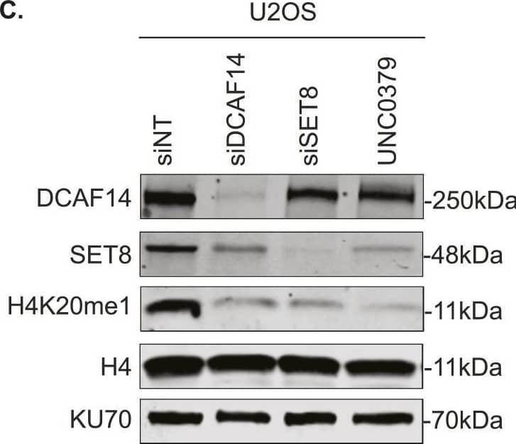 DCAF14 regulates monomethylation of H4K20.(A) Whole-cell lysates were extracted from U2OS cells transfected with the indicated siRNAs. Immunoblots were probed with the antibodies as shown. PCNA serves as a loading control. (B) Whole-cell lysates were extracted from siNT- and siDCAF14-transfected U2OS cells. Immunoblots were probed with the several histone methylation antibodies as shown. PCNA serves as a loading control. (C) U2OS cells were either transfected with the indicated siRNAs or treated with SET8-inhibitor UNC0379 for 4 h. Immunoblots were probed with the antibodies as shown. KU70 serves as a loading control. (D) siNT- and siDCAF14-transfected U2OS or HeLa cells were subjected to immunofluorescence analysis. Cells were immunostained for H4K20me1. Mean nuclei intensity was measured by quantitative imaging using DAPI-stained nuclei. Graphs represent mean +/- SEM using at least 450 nuclei. (E) Whole-cell lysates were extracted from siNT- and siDCAF14 (5′UTR)-transfected U2OS cells that were either mock transfected or overexpressing DCAF14. Immunoblots were probed with the antibodies as shown. KU70 serves as a loading control. Graph represents normalized H4K20me1 intensities to histone H4 from three biological replicates.Source data are available for this figure. Image collected and cropped by CiteAb from the following open publication (//pubmed.ncbi.nlm.nih.gov/37940188), licensed under a CC-BY license. Not internally tested by Novus Biologicals.