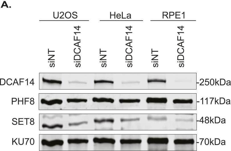 DCAF14 prevents increased turnover of SET8.(A) Whole-cell lysates were extracted from U2OS, HeLa or hTERT-RPE1 cells transfected with the indicated siRNAs. Immunoblots were probed with the antibodies as shown. KU70 serves as a loading control. (B) Whole cell lysates were extracted from siNT- and siDCAF14-transfected U2OS cells to analyze changes in SET8. Graph represents normalized SET8 intensities from four biological replicates. (C) Parental U2OS, DCAF14 KO, and DCAF14 cDNA-transfected KO cells were immunostained for SET8. Mean nuclei intensity was measured by quantitative imaging using DAPI-stained nuclei. Graphs represent mean +/- SEM using at least 3,500 nuclei. (D) Representative immunofluorescence images of siNT- and siDCAF14-transfected U2OS cells stained for DAPI, EdU, and SET8 are shown with overlay images. Scale bar = 10 μm. (E) siNT- and siDCAF14-transfected U2OS cells were pulsed with EdU for 30 min before immunofluorescence analyses. Mean nuclei intensity of SET8 was measured by quantitative imaging after preselecting EdU+ and EdU− nuclei. Graphs represent mean +/- SEM using at least 250 nuclei. (F) siNT- and siDCAF14-transfected U2OS cells were pretreated with either DMSO or MG132 for 2 h and pulsed with EdU during the last 30 min of treatment. Cells were immunostained for SET8 and mean nuclei intensity was measured by quantitative imaging after preselecting EdU+ and EdU− nuclei. Graphs represent mean +/- SEM using at least 250 nuclei.Source data are available for this figure. Image collected and cropped by CiteAb from the following open publication (//pubmed.ncbi.nlm.nih.gov/37940188), licensed under a CC-BY license. Not internally tested by Novus Biologicals.