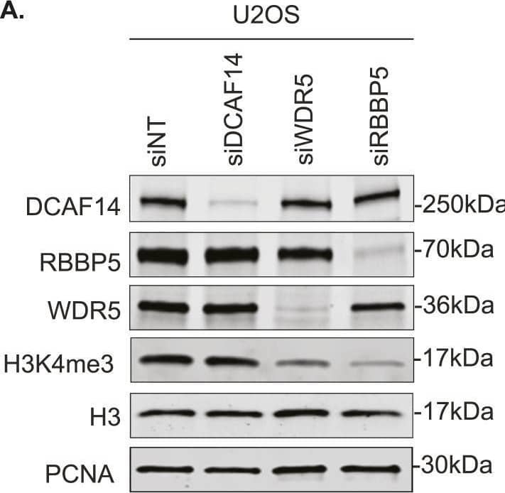 DCAF14 regulates monomethylation of H4K20.(A) Whole-cell lysates were extracted from U2OS cells transfected with the indicated siRNAs. Immunoblots were probed with the antibodies as shown. PCNA serves as a loading control. (B) Whole-cell lysates were extracted from siNT- and siDCAF14-transfected U2OS cells. Immunoblots were probed with the several histone methylation antibodies as shown. PCNA serves as a loading control. (C) U2OS cells were either transfected with the indicated siRNAs or treated with SET8-inhibitor UNC0379 for 4 h. Immunoblots were probed with the antibodies as shown. KU70 serves as a loading control. (D) siNT- and siDCAF14-transfected U2OS or HeLa cells were subjected to immunofluorescence analysis. Cells were immunostained for H4K20me1. Mean nuclei intensity was measured by quantitative imaging using DAPI-stained nuclei. Graphs represent mean +/- SEM using at least 450 nuclei. (E) Whole-cell lysates were extracted from siNT- and siDCAF14 (5′UTR)-transfected U2OS cells that were either mock transfected or overexpressing DCAF14. Immunoblots were probed with the antibodies as shown. KU70 serves as a loading control. Graph represents normalized H4K20me1 intensities to histone H4 from three biological replicates.Source data are available for this figure. Image collected and cropped by CiteAb from the following open publication (//pubmed.ncbi.nlm.nih.gov/37940188), licensed under a CC-BY license. Not internally tested by Novus Biologicals.