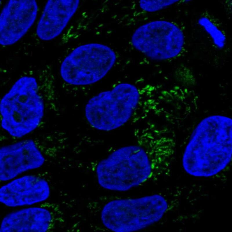 Immunocytochemistry/ Immunofluorescence HMGCS2 Antibody - BSA Free
