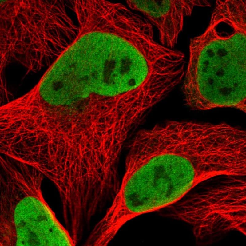 Staining of human cell line U-2 OS shows localization to nucleoplasm.