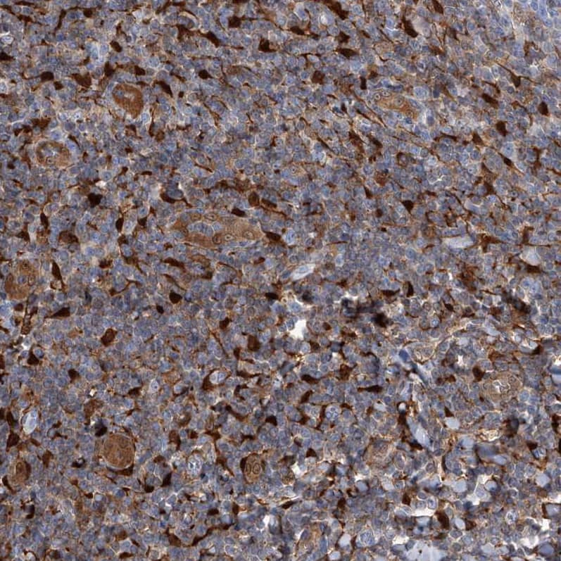 Immunohistochemistry-Paraffin SerpinB9 Antibody - BSA Free