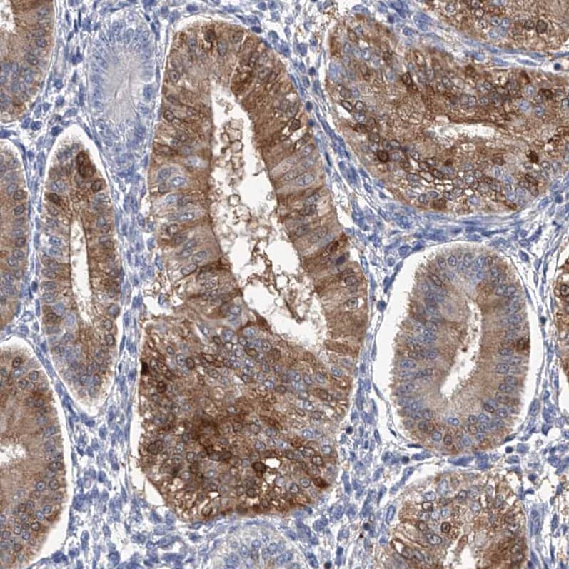 Immunohistochemistry-Paraffin SerpinB9 Antibody - BSA Free