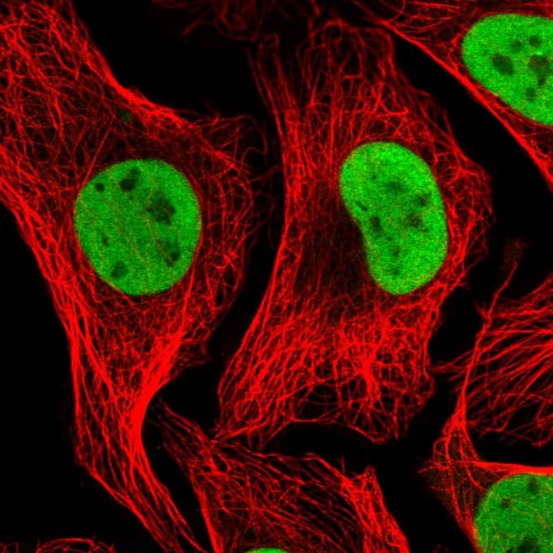 Staining of human cell line U-2 OS shows localization to nucleoplasm.