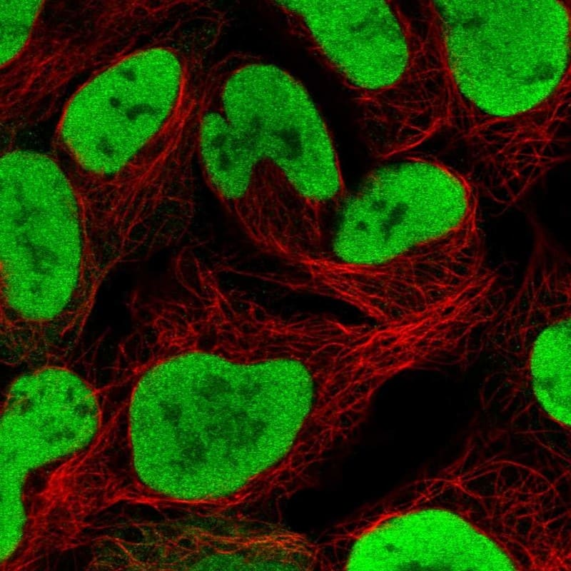 Staining of human cell line HEK 293 shows localization to nucleoplasm.