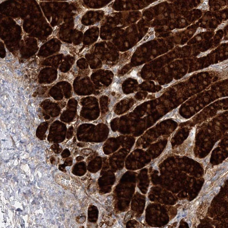 Staining of human adrenal gland shows high expression.