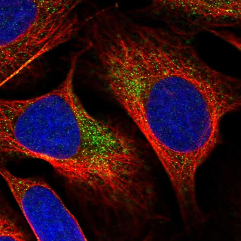 Immunocytochemistry/ Immunofluorescence YAE1 Antibody - BSA Free