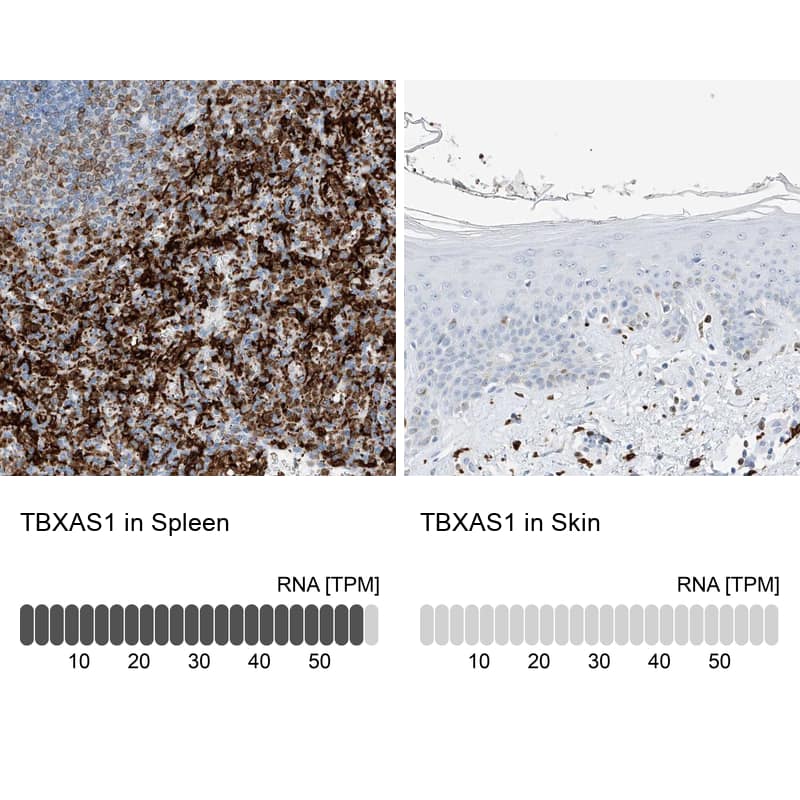 <b>Orthogonal Strategies Validation. </b>Analysis in human spleen and skin tissues.