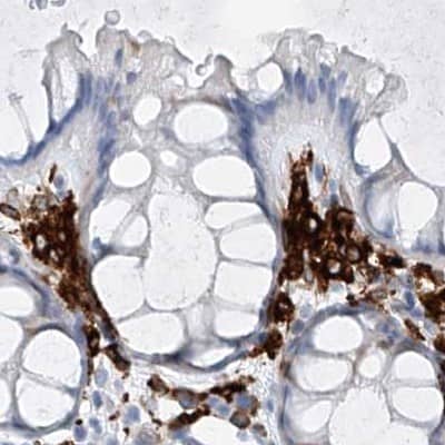Staining of human colon.