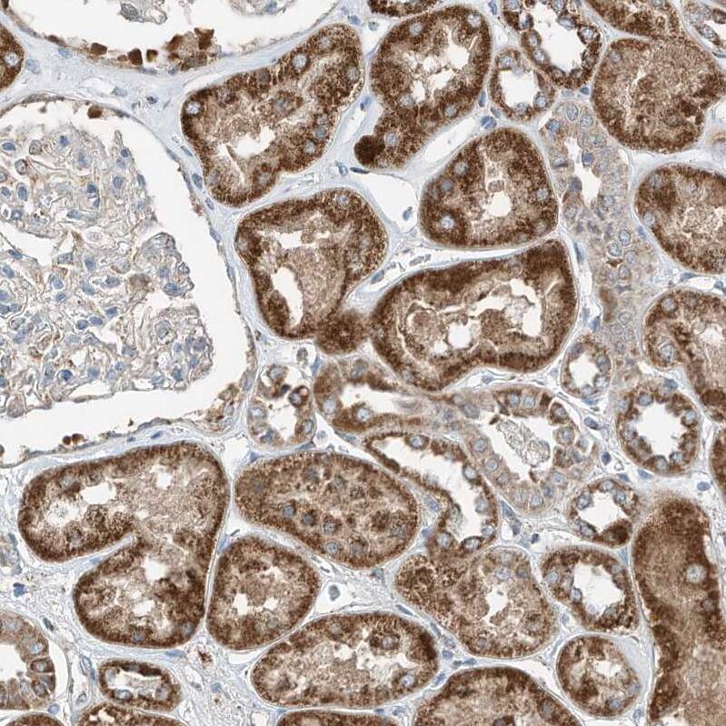 Staining of human kidney shows strong cytoplasmic granular positivity in cells in tubules.