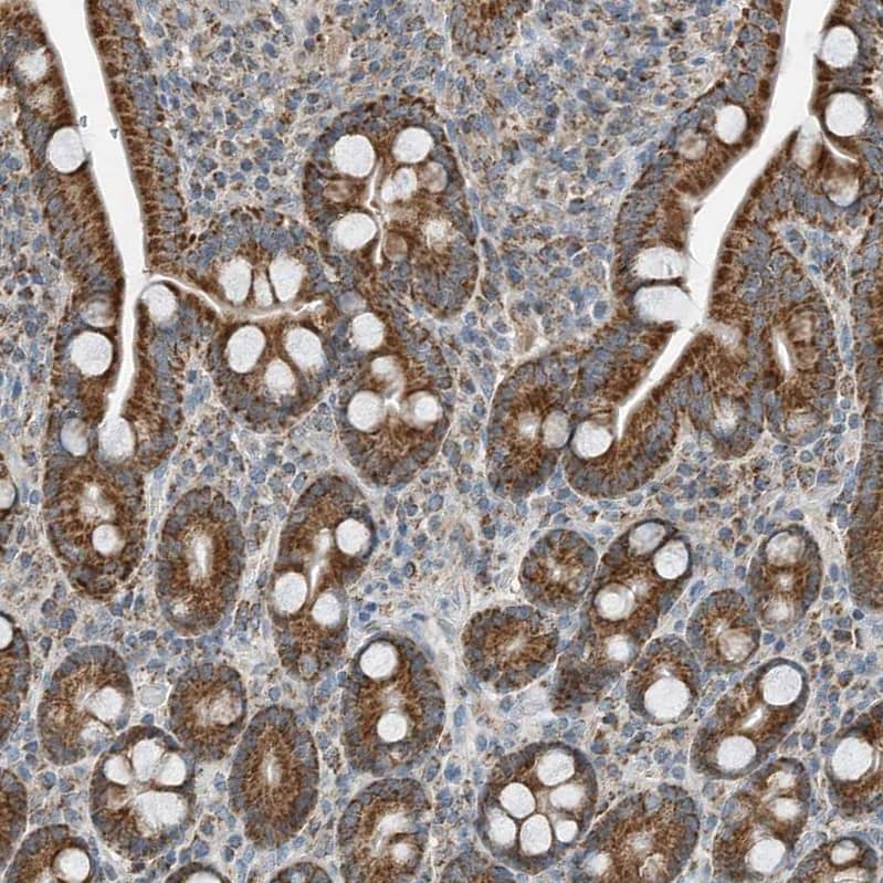 Staining of human duodenum shows strong cytoplasmic granular positivity in glandular cells.