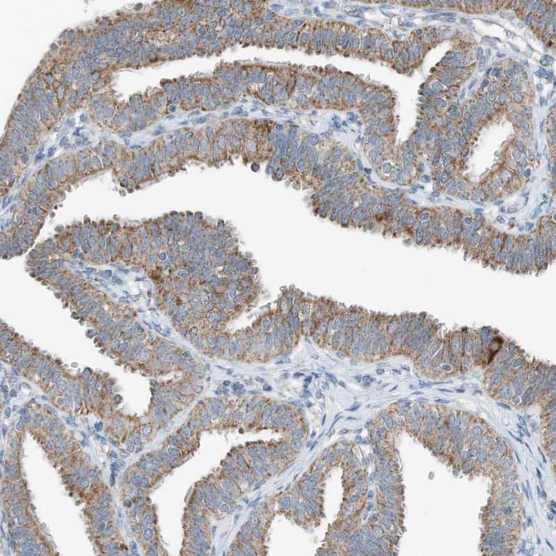 Staining of human fallopian tube shows strong cytoplasmic granular positivity in glandular cells.